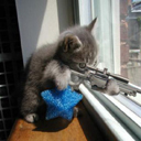 kitty sniper