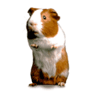 guineapig
